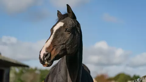 A dark bay horse looks off to the left. Their ears are pricked forward and their eyes are relaxed.